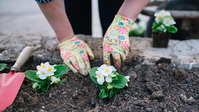 Social Capital in retirement
